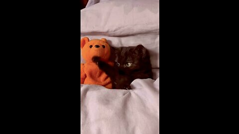Funniest cats to brighten your day