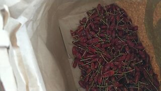 Processing Cayenne Peppers For Chooks And Garden Pests