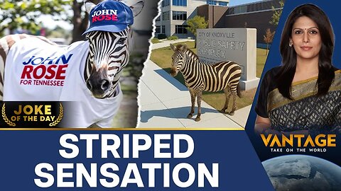 Missing Zebra Turns Star in Tennessee County _ Vantage with Palki Sharma _ N18G