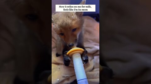 The girl found a fox in the yard and became his mom