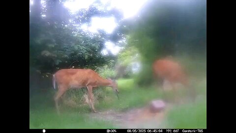 Deer Cam 08-05-2025 Doe Chewing On Stick Game Cam Trail Cam