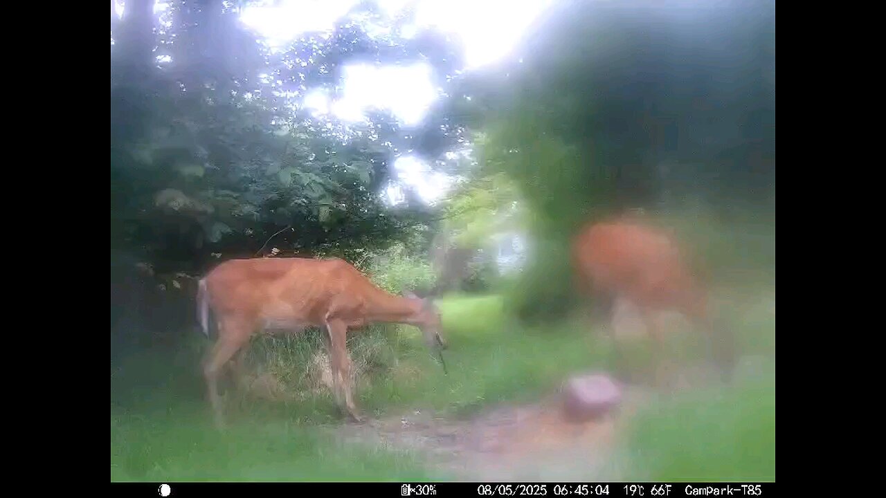 Deer Cam 08-05-2025 Doe Chewing On Stick Game Cam Trail Cam