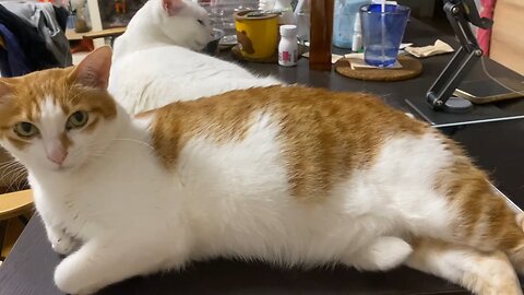 Best, Captions 🎉 Welcome to Cat