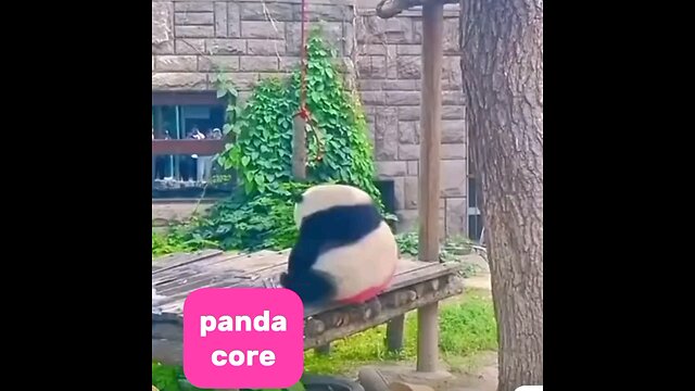 cute panda
