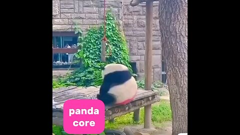 cute panda