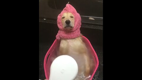 Happy dog