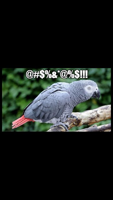 Ballroom Blitz: Dems Line Up Like Sheep To Parrot Schumer's White House Ballroom Talking Points