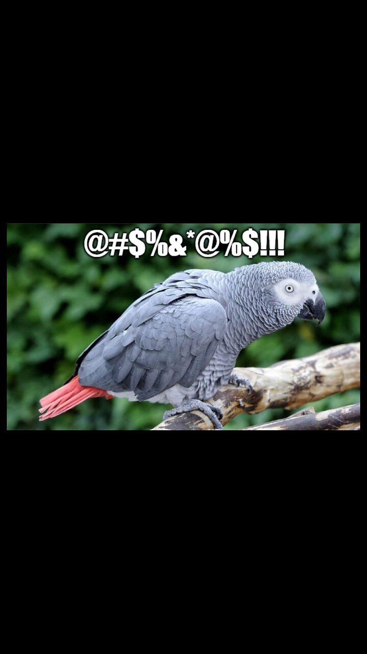 Ballroom Blitz: Dems Line Up Like Sheep To Parrot Schumers White House Ballroom Talking Points