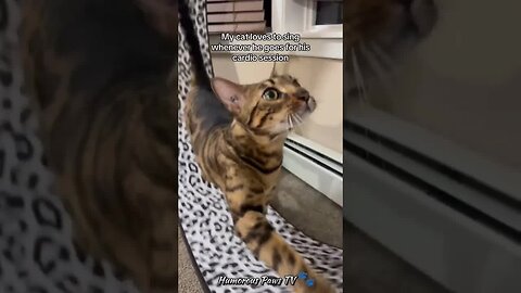 Funny animals 2024😂- Funniest Cats and Dogs Video😹🐶
