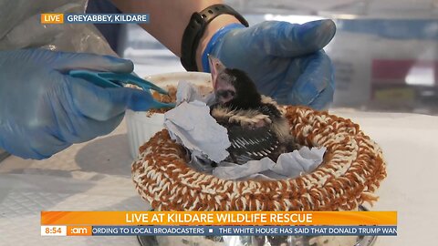 Deric Visits Kildare Wildlife Rescue
