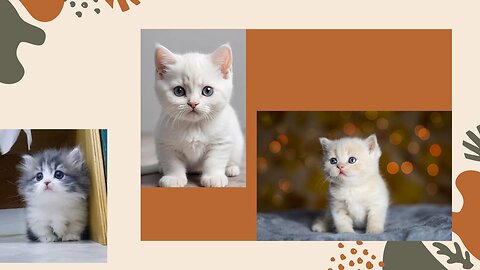 Cute and funny cat