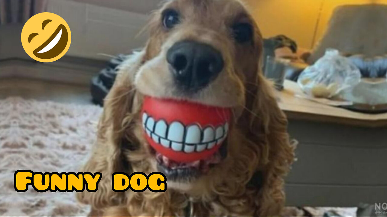 Funny dog 🐕🐶