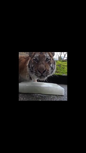Tigers With A Frozen Milk Brick On A Hot Day