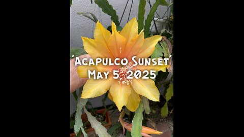 ‘Acapulco Sunset’