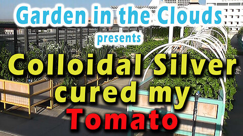 Colloidal Silver cured my tomato