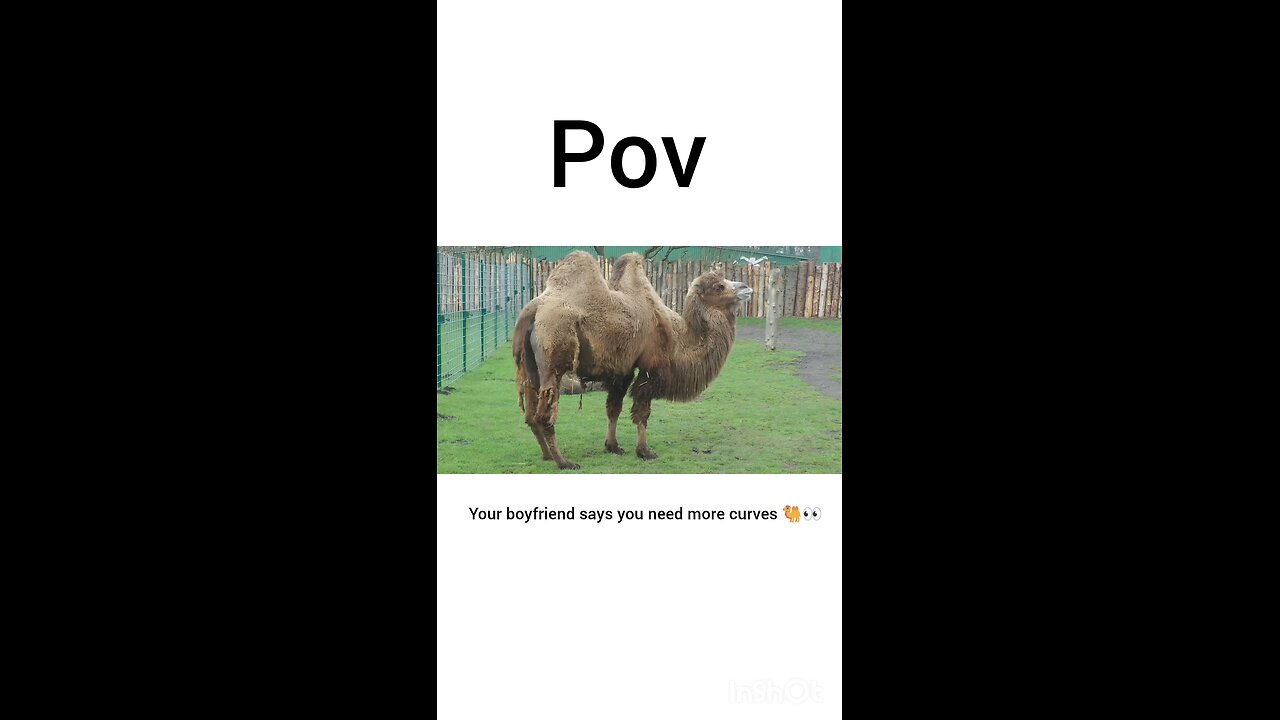 POV: Your boyfriend says you need more curves 🐫👀