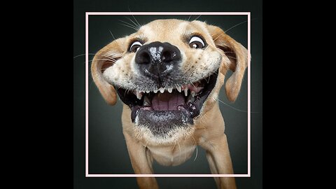 dog joke