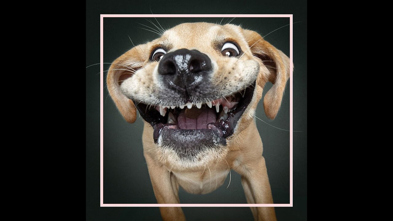 dog joke