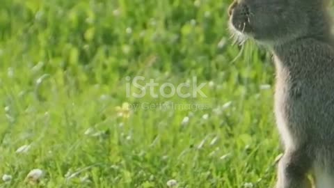 The Clever Rabbit & The Lion 🦁 | Smart Kids Story | Learn Toons #shorts #kids