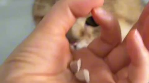 Daaammmnnn gall,,, i just want that 2 god damn peace of treats, 😅😅😅 !!!