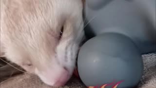Badass ferret!