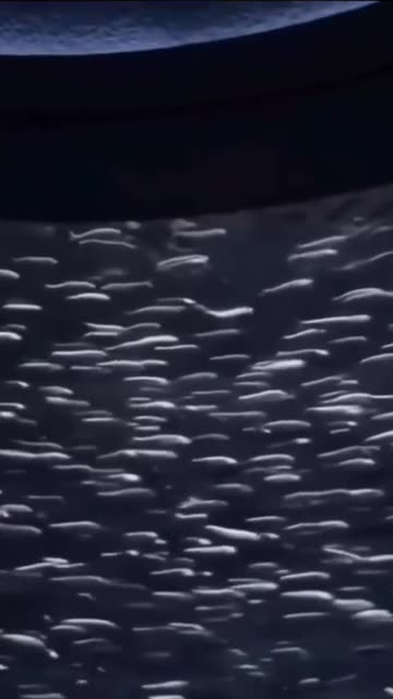 An individual does not follow the crowd