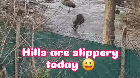 😂🐦 Emus are the most unserious bird I've ever seen | FunFM