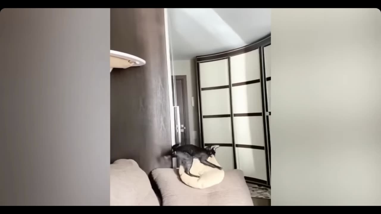 Cats being Cats lol