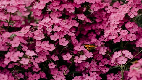 Pink Flowers with Butterfly | Relaxing Nature 2K Background 🌸🦋