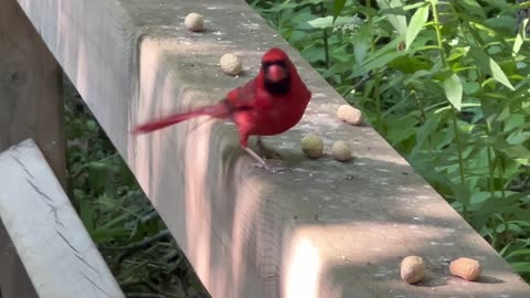 Male cardinal has no idea how to tackle the peanut shell