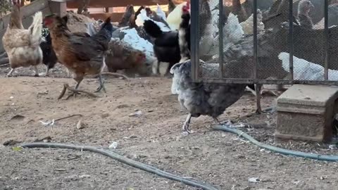 Hold the Door!!! We want our Breakfast