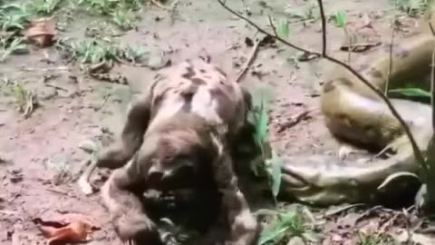 This sloth who is not afraid of anacondas