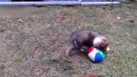 Animal funny videos
