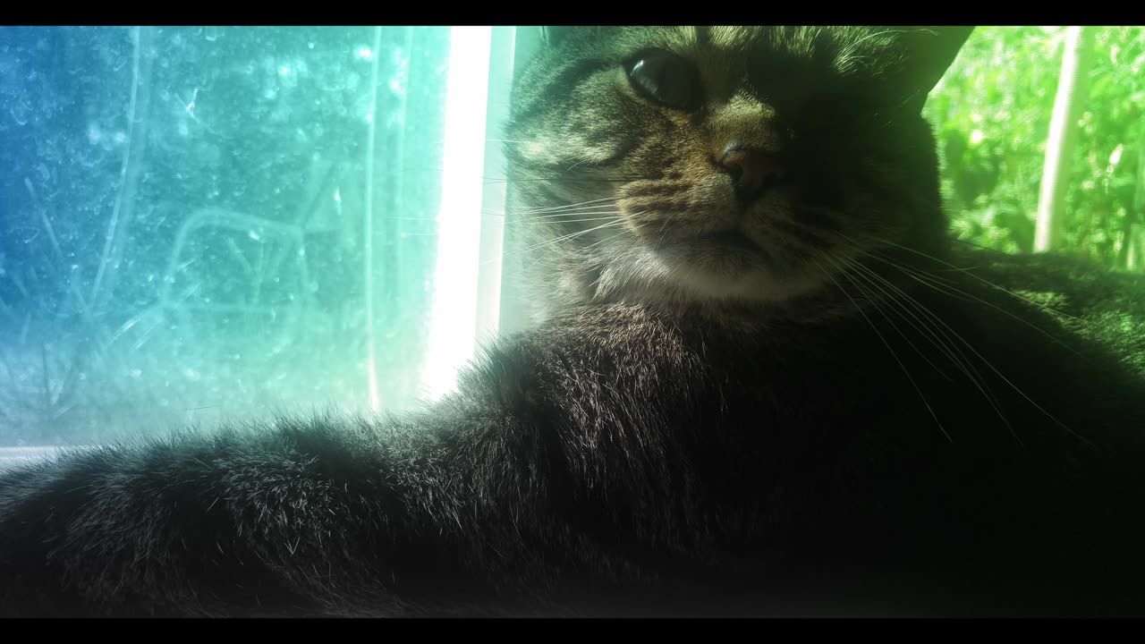 Rude Boy - Late Night Melancholy