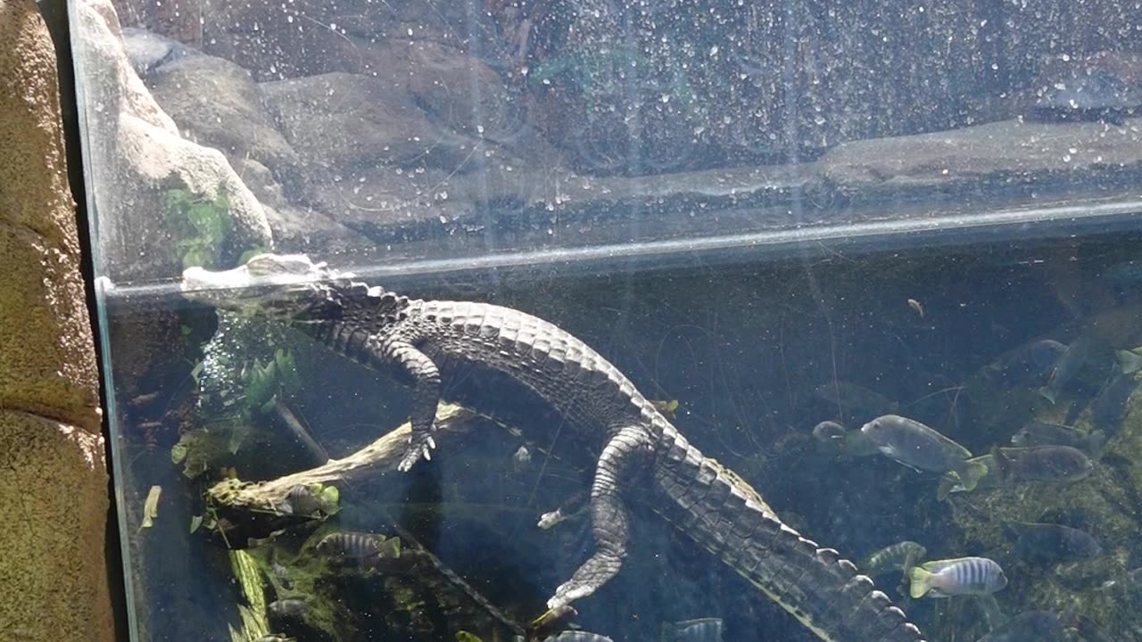 Dwarf Caiman at The San Diego Zoo