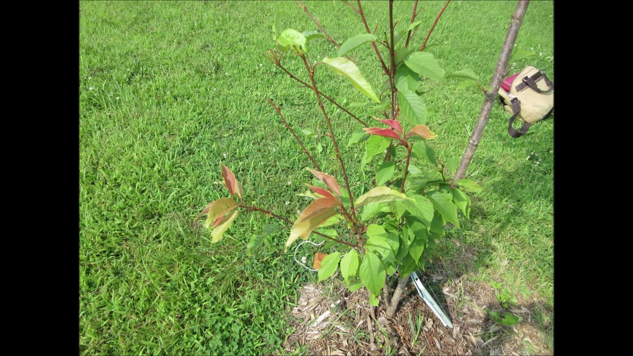 Much Love Japanese Cherry Blossom Tree May 2023