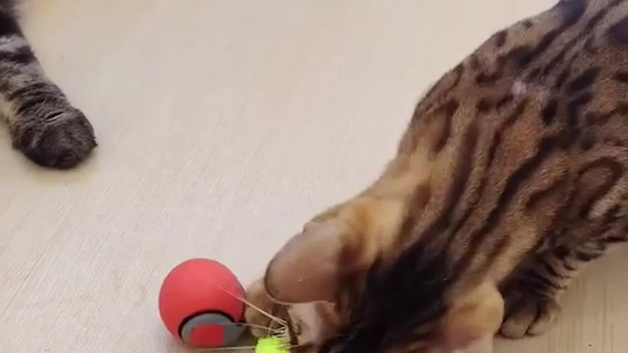 Cat Interactive Ball Toy Electric Cat Dog Ball Toys Automatic Rolling Ball