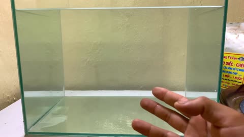 Eel Enchantment A Slippery Tale