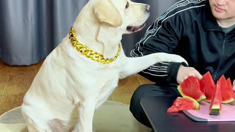 狗子：算了，我自己来 Dog: Forget it, I'll do it myself