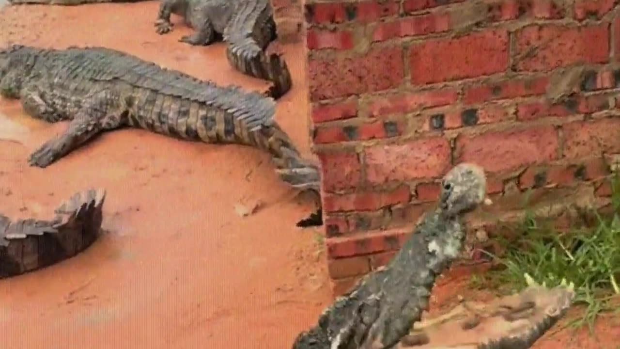 Crocodiles are afraid of shovels.