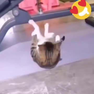 گربه ورزشکار Athletic Cat