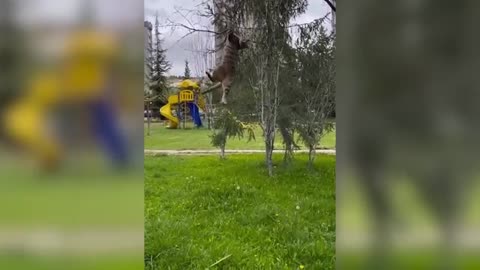 best funny videos