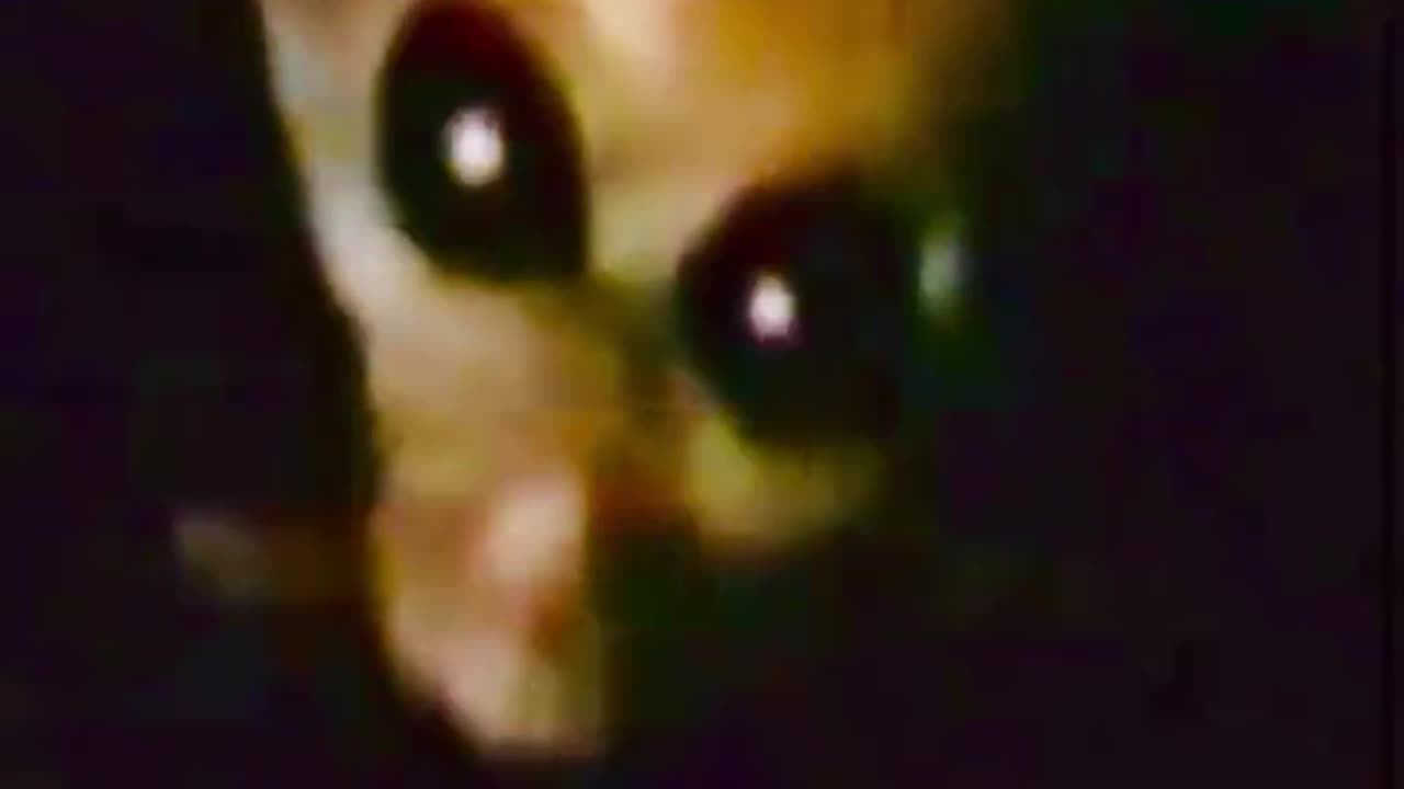 👽 1991 Alien Eyes? Movements Hidden Until 2025!
