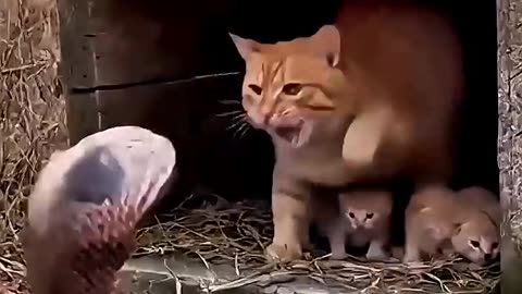 A mother cat protects her kittens from a snake