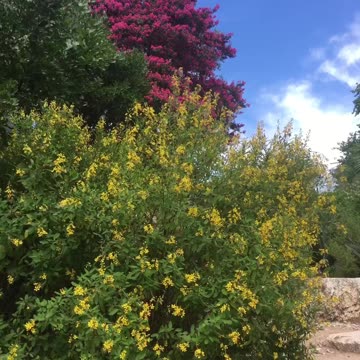 Trees are in full blossom. It is what you want.❤️