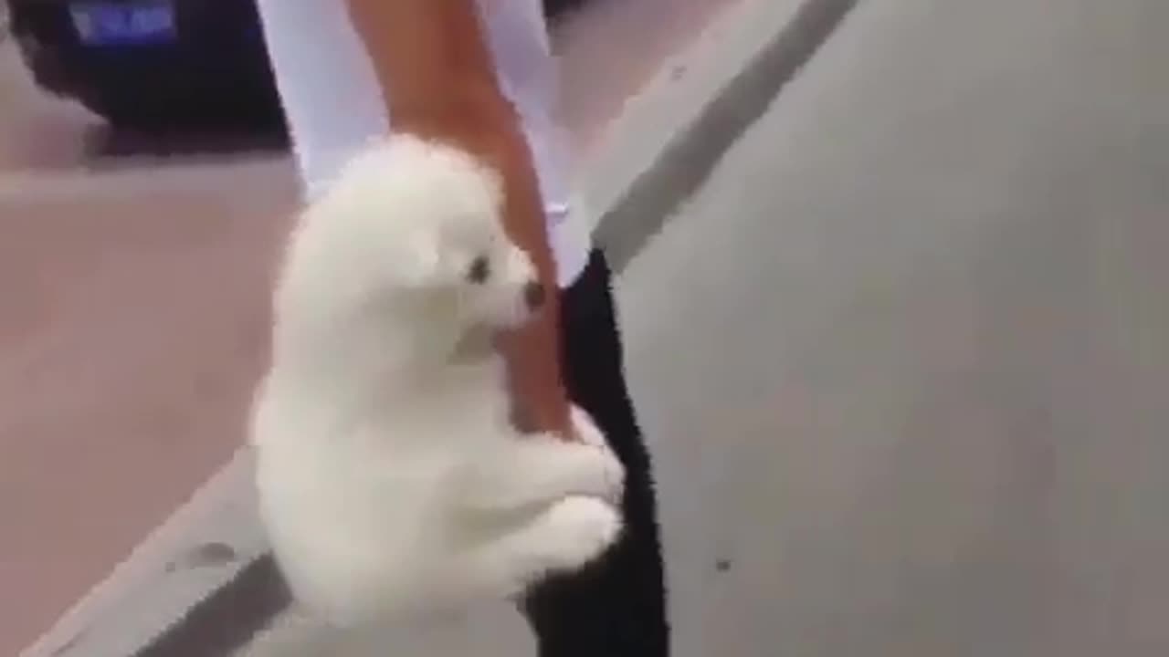 Fun Animals