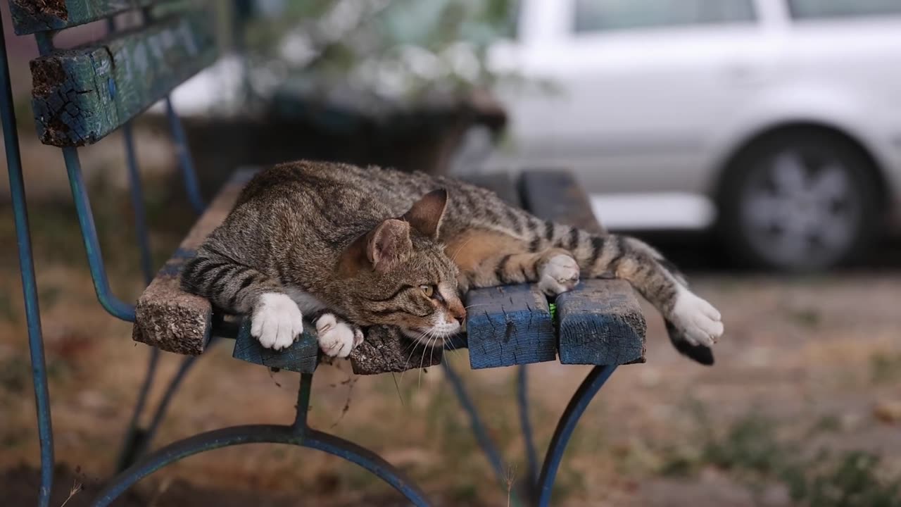 Lazy Afternoon: Cat Napping on a Rustic Bench