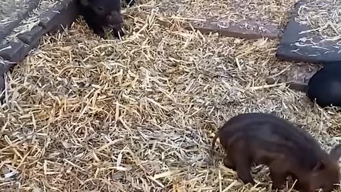 Funny videos