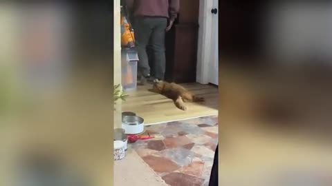 15 Minutes of Funny Cat Fails & Crazy Antics – Must-See Compilation!