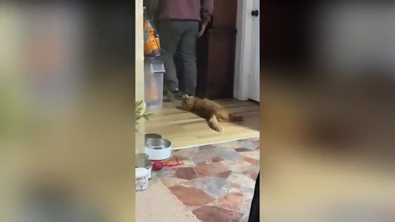 15 Minutes of Funny Cat Fails & Crazy Antics – Must-See Compilation!